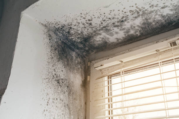 Affordable Mold Cleanup solutions in Nederland, CO